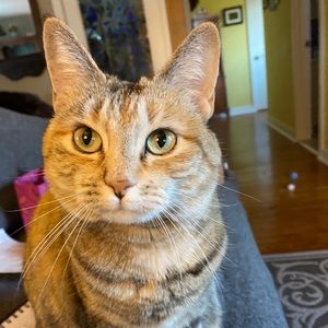 Meet your Posher, Cynthia